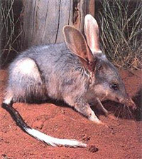 Help save the Easter Bilby form extinction.